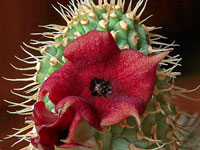 Hoodia pilifera x gordonii